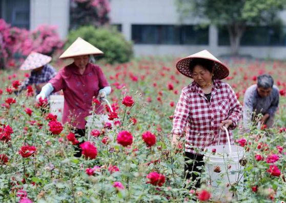 Economia da floricultura promove revitaliza??o rural no leste da China