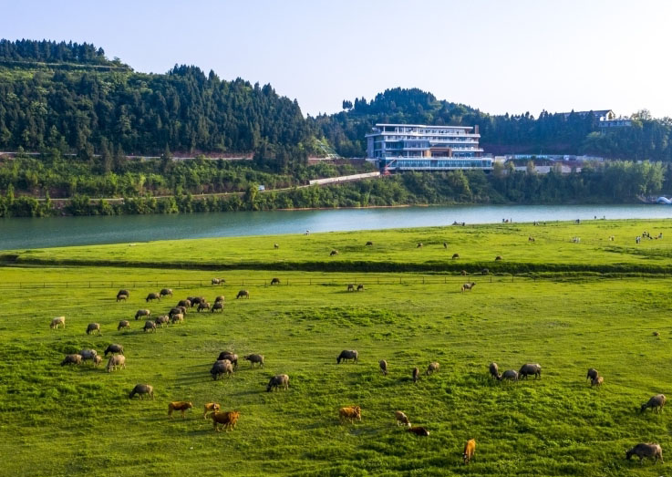 Centenas de bfalos atravessam rio em Sichuan