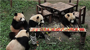 Pandas desfrutam de "buf" na ocasi?o do Dia da Crian?a em ChongqingOs pandas do Zoolgico de Chongqing desfrutaram de um "buf" na ocasi?o do Dia da Crian?a. A equipe do zoolgico presenteou os pandas com 12 tipos de legumes e frutas, como milho, melancia, abbora, broto de bambu, etc. 